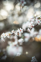 Signs of spring. Flowers. Blooming cherry plum in April with backlight and beautiful, smooth bokeh