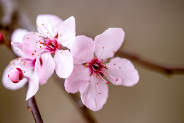 pink cherry blossom