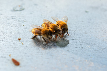 Bienen trinken Nektar - Honigbienen