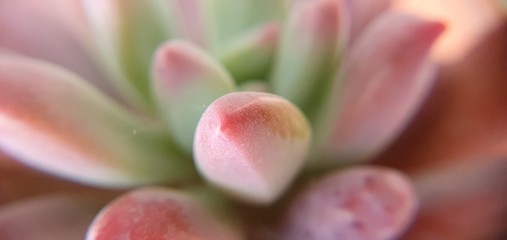close up of pink flower