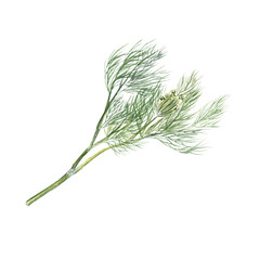 Watercolor illustration of dill on a white background