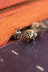 Bienen auf dem Flugbrett einer Bienenbeute mit Honigbienen in einer Imkerei