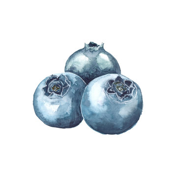Watercolor illustration of blueberries on a white background