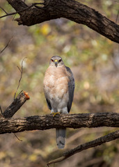 Shikra