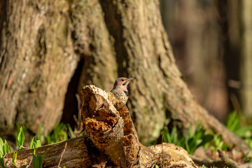 Bird. The northern flicker in spring. Natural scene from state park of Wisconsin.