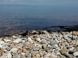 A lonely dove walks along the stone shore of the lake near clear water.