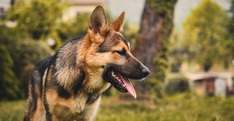 five months german shepherd puppy