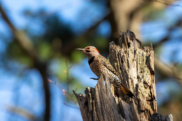 Bird. The northern flicker in spring. Natural scene from state park of Wisconsin.