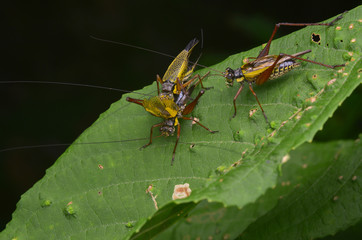macro image of mating crickets - Nisitrus vittatus