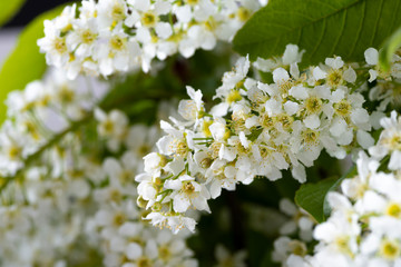  Close-up shot of a flowering Bird Cherry tree with white little blossoms in spring