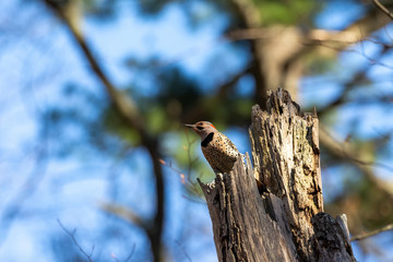 Bird. The northern flicker in spring. Natural scene from state park of Wisconsin.