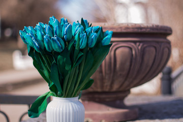 Bouquet of blue tulips in a white vase on a background of an old concrete flowerpot