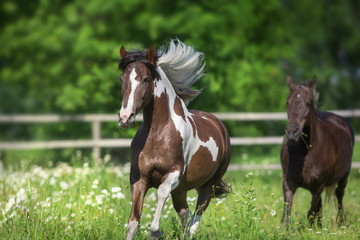Fototapeta na wymiar Pinto horse with long mane run gallop close up on spring chamomile meadow