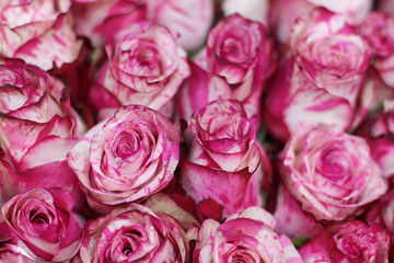 
Close up of pink rose