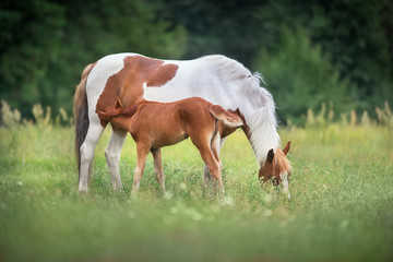 Naklejka na ściany i meble Piebald mare and red foal on spring pasture