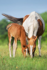 Piebald mare and red foal on spring pasture