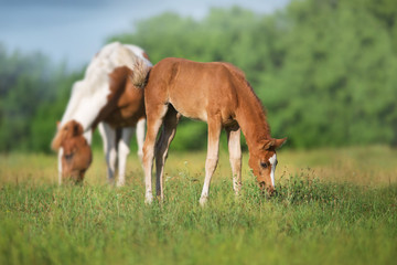 Naklejka na ściany i meble Piebald mare and red foal on spring pasture