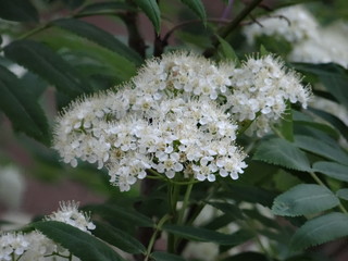 white flowers in the garden