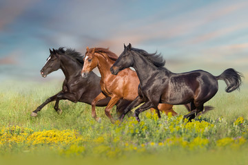 Thre beautiful horse run gallop on flowers field with blue sky behind