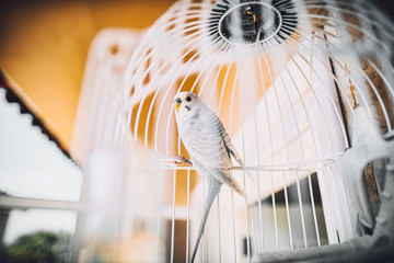 White Bird in a white cage