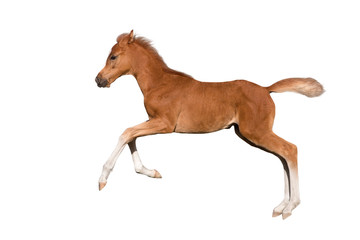 Red foal run gallop isolated on white background