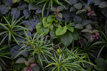 Picture of Multiple kinds of plants in garden area