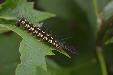 macro image of a colorful caterpillar on green leaf