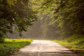 Country road in the forest after rain in Serbia