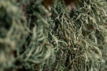 Detail of pale sea weed on the shore, Scandinavia