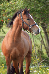 Portrait of a young horse
