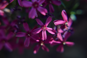 Phlox subulata closeup. IIn macro photography, saturated pink color, bright lilac color.