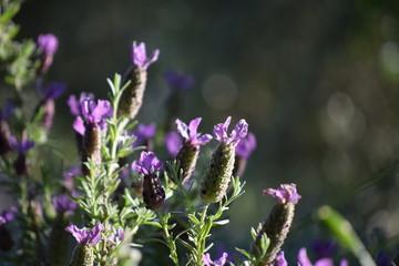 lavender flowers in the garden