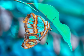 Closeup beautiful butterfly in a summer garden