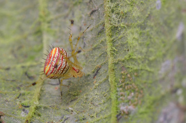 macro image of a Comb-footed Spider - Chrysso sp. 