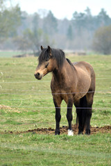 Horse stallion in the misty spring