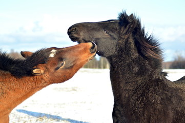 Horses playing and having fun in sunny winter day