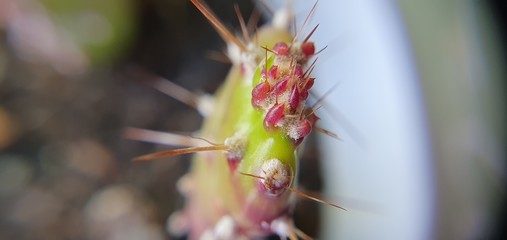 macro cactus