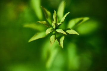 Hypericum perforatum, known as St John's wort, common or perforate St John's-wort. Macro shooting, perennial herb still young.