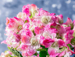 pink Kalanchoe flowers with water drops close-up