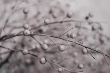 Dry grass with balls in sepia colors. Natural background
