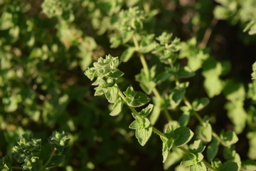 oregano plant