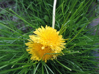 Double dandelion in the spring time closeup