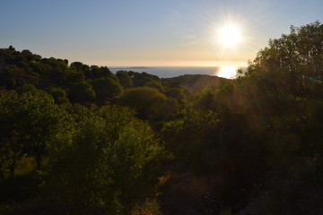 Mediterranean forest