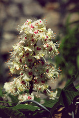 Blühende weiße Kastanie