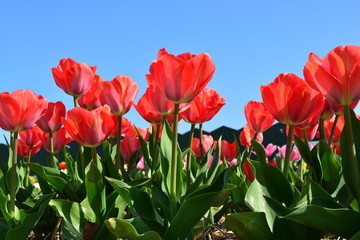 Red tulips in a tulip field in Holland during the summer with a clear blue sky as background