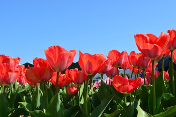 Red tulips in a tulip field in Holland during the summer with a clear blue sky as background