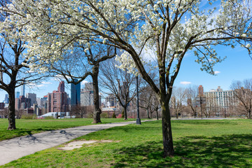 Fototapeta na wymiar White Flowers on a Callery Pear Tree during Spring at Rainey Park in Astoria Queens New York