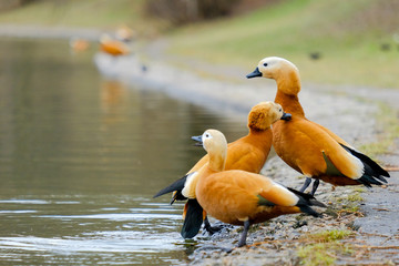 Three ruddy shelduck stand on the shore of a pond in the city in the afternoon in spring. Males fight for possession of a female. Behind a very blurry background is water. Copy space