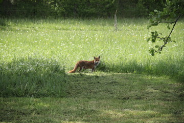 Obraz na płótnie Canvas Female cautious fox in the meadow