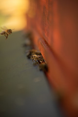 Bienen auf dem Flugbrett einer Bienenbeute mit Honigbienen in einer Imkerei